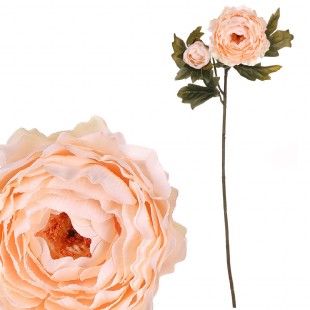 Ranunkulus, krémová barva. UKK353 CRM, sada 6 ks